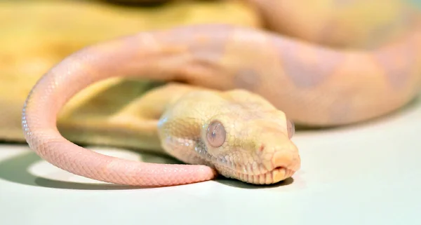 Uma Perigosa Cobra Constritora Boa — Fotografia de Stock