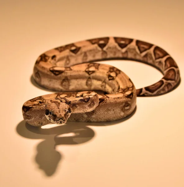 Una Peligrosa Boa Constrictor Serpiente —  Fotos de Stock
