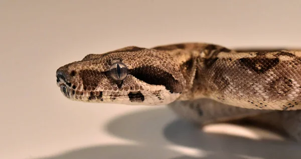 Ένα Επικίνδυνο Φίδι Που Σφίγγει Βόες — Φωτογραφία Αρχείου