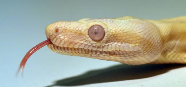 Uma Perigosa Cobra Constritora Boa — Fotografia de Stock