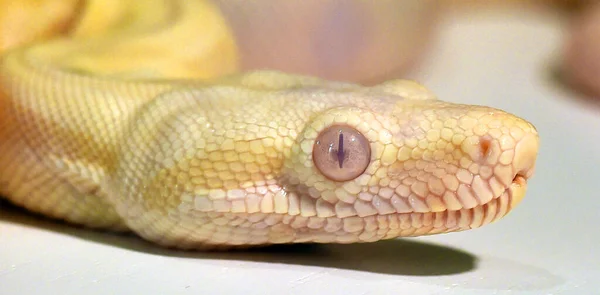 Niebezpiecznego Węża Zwężającego Boa — Zdjęcie stockowe