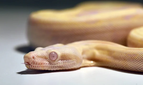 Una Peligrosa Boa Constrictor Serpiente —  Fotos de Stock