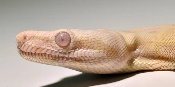 Dangerous Boa Constrictor Snake — Stock Photo, Image