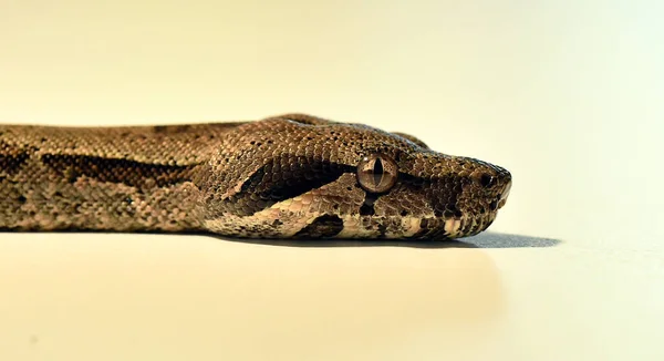 Tehlikeli Bir Boa Yılanı — Stok fotoğraf
