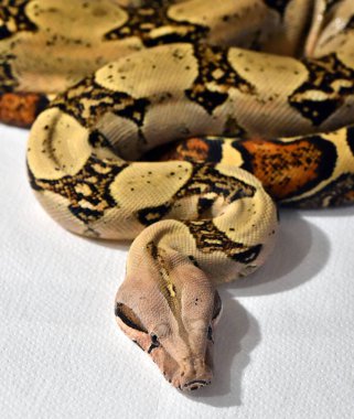 Tehlikeli bir boa yılanı.