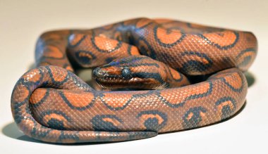 Güzel ve tehlikeli bir boa yılanı.