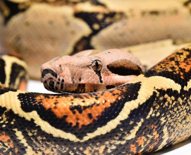 Güzel ve tehlikeli bir boa yılanı.
