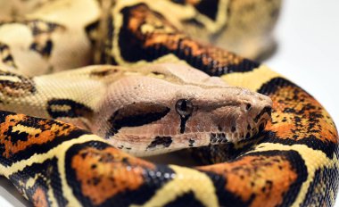 Güzel ve tehlikeli bir boa yılanı.