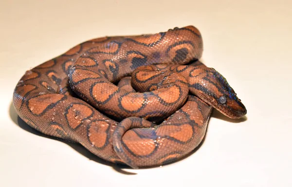 一条危险而美丽的蟒蛇 — 图库照片