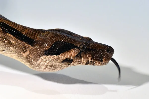 Nebezpečný Krásný Boa Constrictor — Stock fotografie