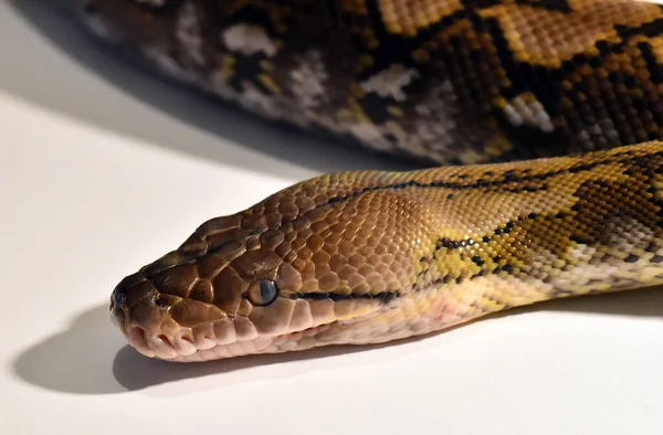 Farlig Och Vacker Boa Constrictor — Stockfoto