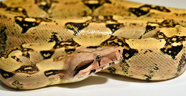Dangerous Beautiful Boa Constrictor — Stock Photo, Image