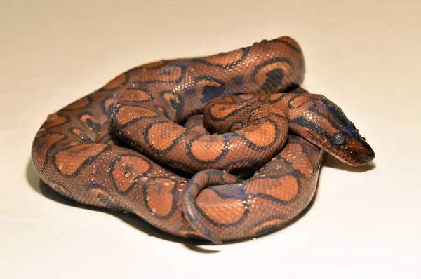 Nebezpečný Krásný Boa Constrictor — Stock fotografie