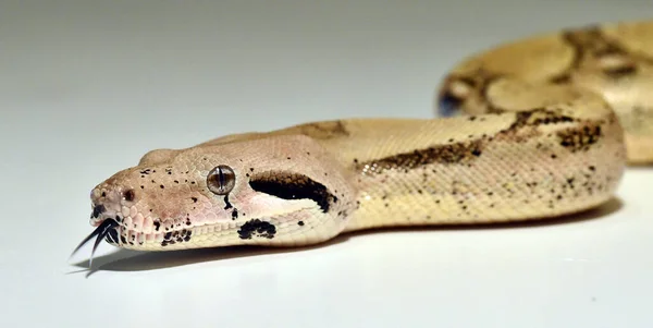 一条危险而美丽的蟒蛇 — 图库照片