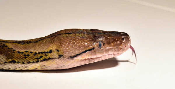 Dangerous Beautiful Boa Constrictor — Stock Photo, Image