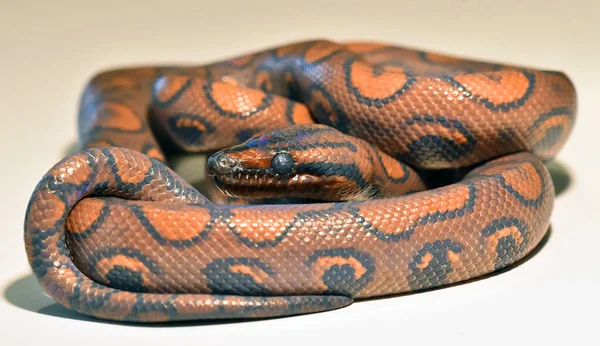 美丽而危险的大蟒蛇 — 图库照片