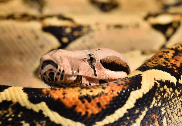 Een Mooie Gevaarlijke Boa Constrictor — Stockfoto