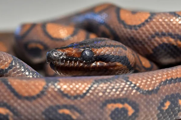 Een Mooie Gevaarlijke Boa Constrictor — Stockfoto