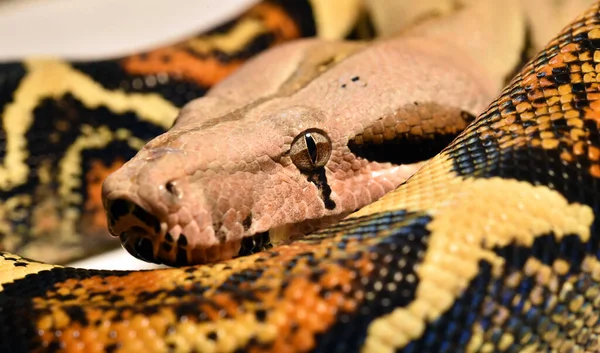 Een Mooie Gevaarlijke Boa Constrictor — Stockfoto