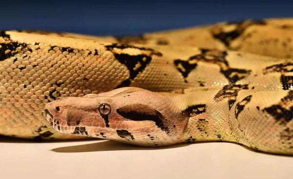 Beautiful Dangerous Boa Constrictor — Stock Photo, Image