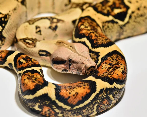 Een Mooie Gevaarlijke Boa Constrictor — Stockfoto