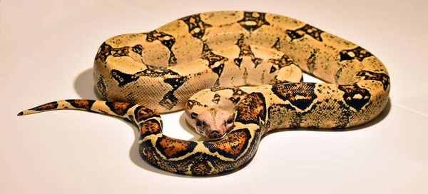 美丽而危险的大蟒蛇 — 图库照片