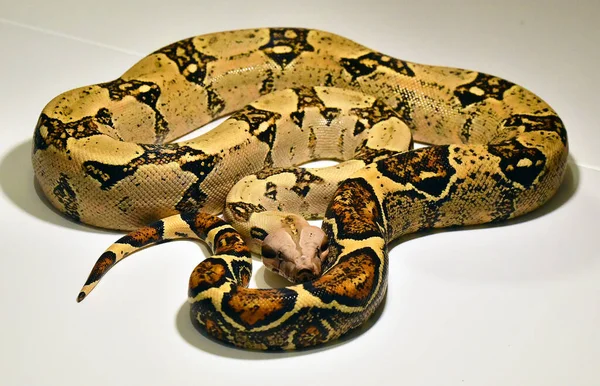 Een Mooie Gevaarlijke Boa Constrictor — Stockfoto