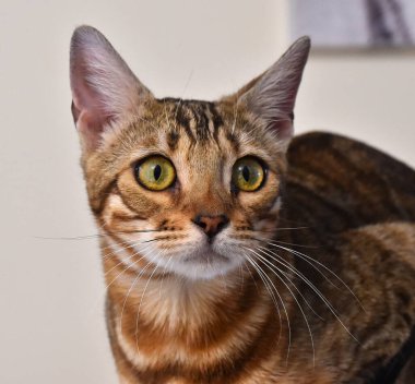 Güzel gözlü bir kedi.