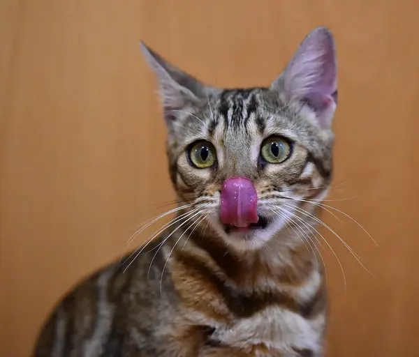 Gato Con Hermosos Ojos —  Fotos de Stock