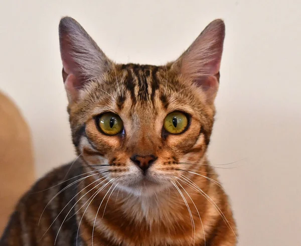 Gato Con Hermosos Ojos —  Fotos de Stock