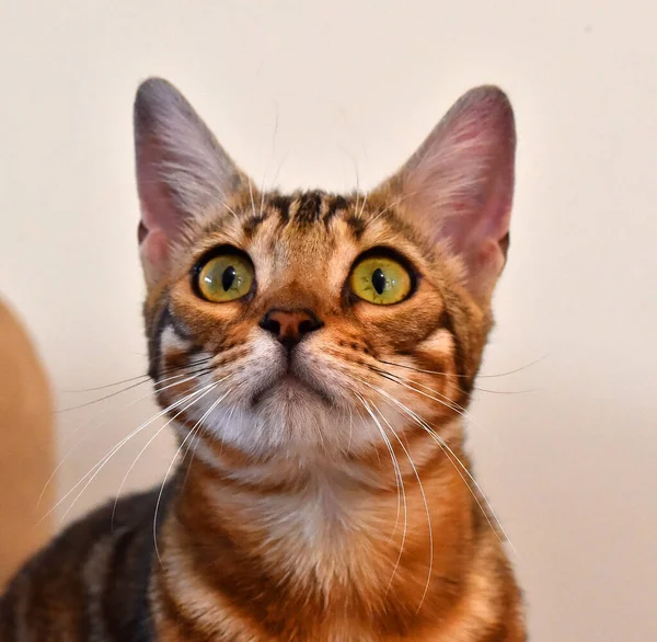 stock image a cat with beautiful eyes