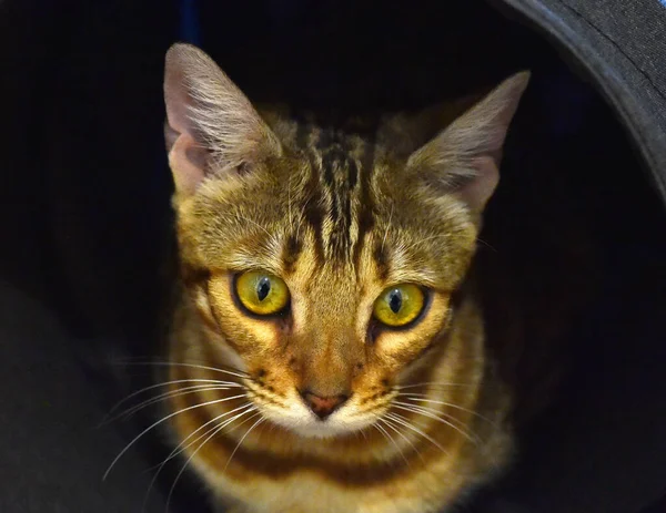 目が美しい猫 — ストック写真