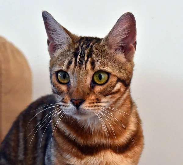 Gato Con Hermosos Ojos —  Fotos de Stock