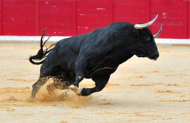 Geleneksel boğa güreşi gösterisinde büyük boynuzlu İspanyol siyah boğası