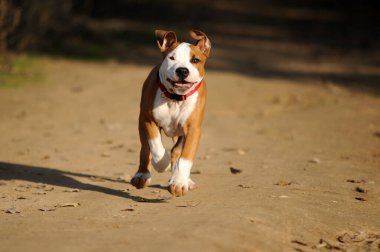 Güzel bir köpek yavrusu pitbull.