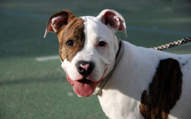 Güzel bir köpek yavrusu pitbull.