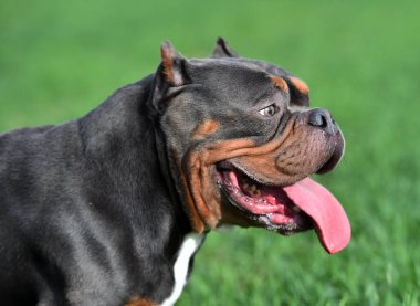 Bir Amerikan zorba köpeği sahada uç noktada.