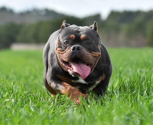 American Bully Dog Extreme Field — Stock Photo, Image