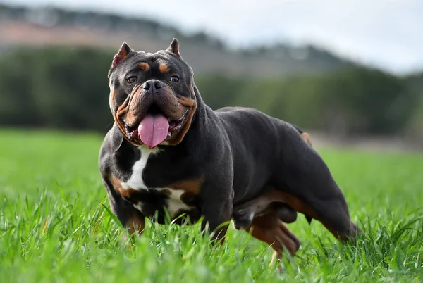 Perro Bravucón Americano Extremo Campo —  Fotos de Stock