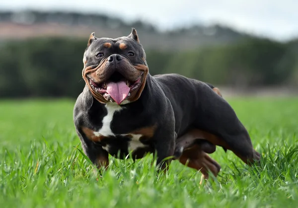 Ein Amerikanischer Rüpel Hund Extrem Auf Dem Feld — Stockfoto