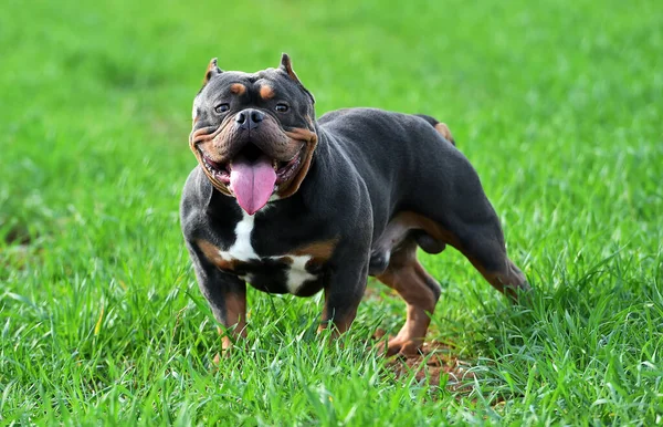 Bir Amerikan Zorba Köpeği Sahada Noktada — Stok fotoğraf