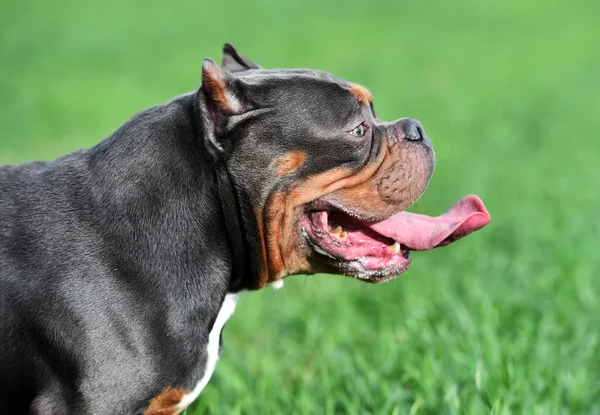 Een Amerikaanse Bullebak Extreme Hond Het Veld — Stockfoto