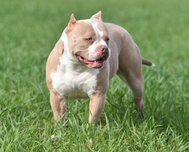 Güzel bir Amerikan zorbası. 