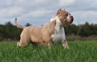 Güzel bir Amerikan zorbası. 