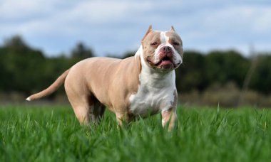 Güzel bir Amerikan zorbası. 