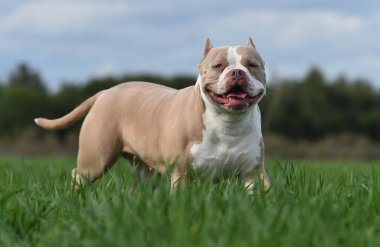 Güzel bir Amerikan zorbası. 