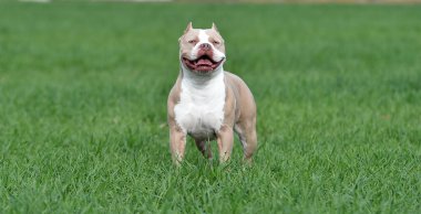 Köpek yavrusu Amerikan zorba köpeği.