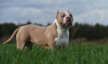 Köpek yavrusu Amerikan zorba köpeği.