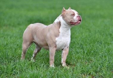 Köpek yavrusu Amerikan zorba köpeği.