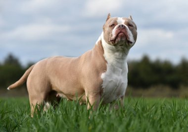 Köpek yavrusu Amerikan zorba köpeği.